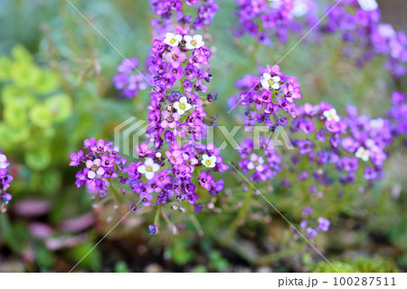 アリッサムの花 100287511