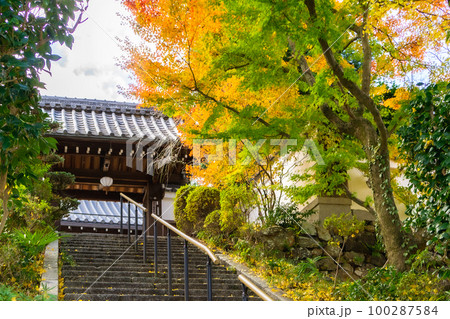 京都北山の本念山招善寺の紅葉　山門の大銀杏 100287584