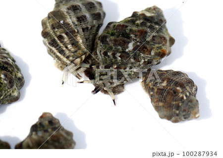 イボニシ 100287934