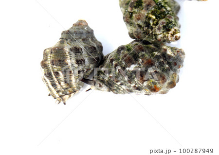 イボニシ 100287949