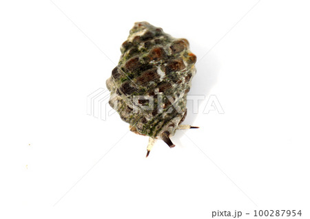 イボニシ イボニシ 100287954