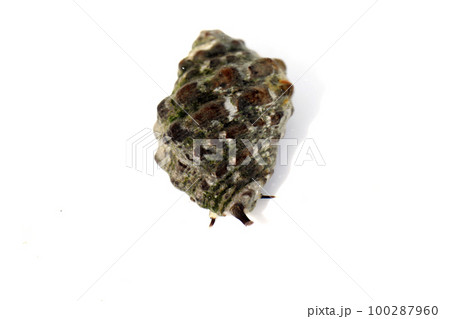 イボニシ 100287960