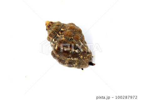 イボニシ 100287972