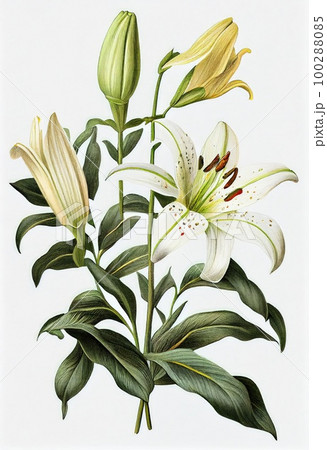 Lilly Flower Botanical Illustration, Lily Flowers Realistic Painting, Abstract Generative AI Illustration Lilly Flower Botanical Illustration, Lily Flowers Realistic Painting, Abstract Generative AI Illustration 100288085