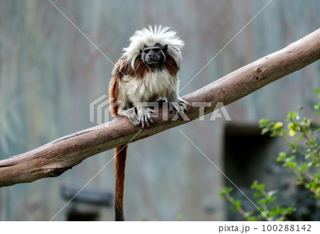 Cotton-top tamarin (lat. - Saguinus) 100288142
