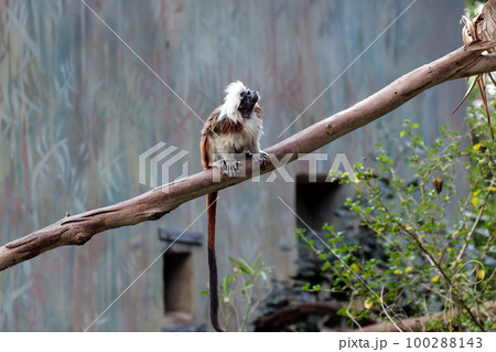 Cotton-top tamarin (lat. - Saguinus) 100288143