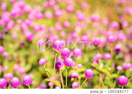 センニチコウの花 センニチコウの花 100288277