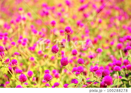 センニチコウの花 100288278