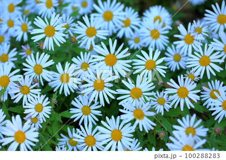 野菊の花 野菊の花 100288283