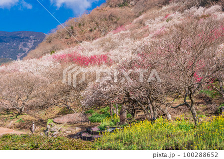 （神奈川県）湯河原梅林・梅の宴 100288652