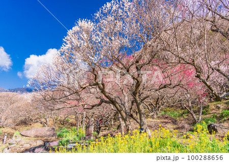 (神奈川県)湯河原梅林・梅の宴 (神奈川県)湯河原梅林・梅の宴 100288656