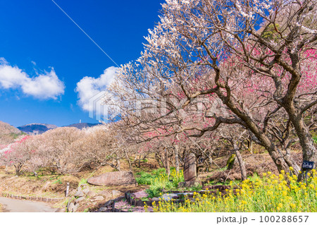 （神奈川県）湯河原梅林・梅の宴 100288657