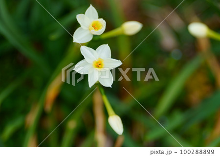 白いスイセンの花 白いスイセンの花 100288899