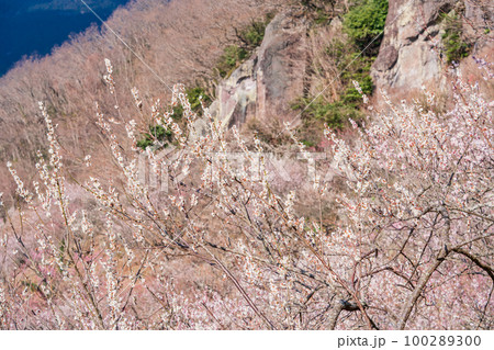 （神奈川県）湯河原梅林　満開の白梅と岩登りする人 100289300
