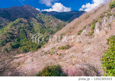 （神奈川県）湯河原梅林　満開の白梅と岩登りする人 100289303