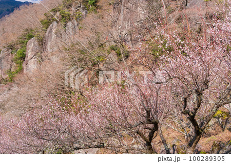 （神奈川県）湯河原梅林　満開の白梅と岩登りする人 100289305