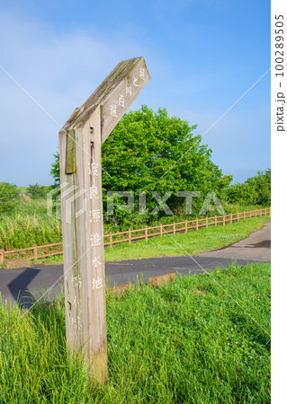 谷中湖 渡良瀬遊水地 6月早朝の風景 谷中湖 渡良瀬遊水地 6月早朝の風景 100289505