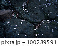 岩と桜の花びら 100289591