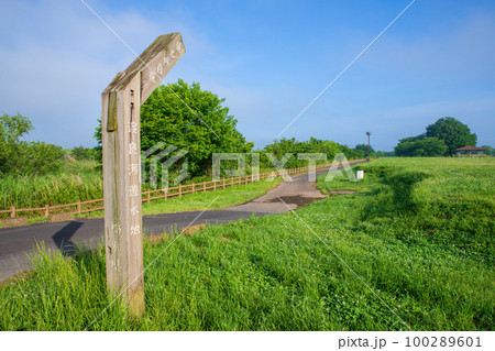 谷中湖 渡良瀬遊水地 6月早朝の風景 谷中湖 渡良瀬遊水地 6月早朝の風景 100289601