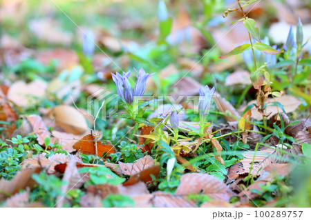 リンドウの花 リンドウの花 100289757