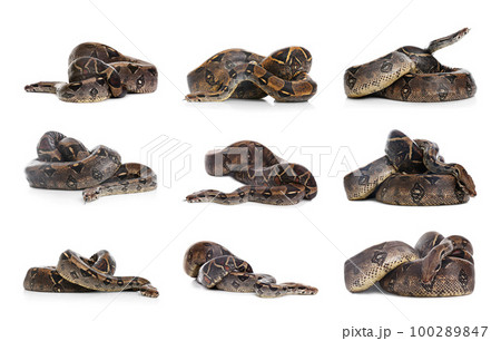Photos of boa constrictor on white background, collage Photos of boa constrictor on white background, collage 100289847