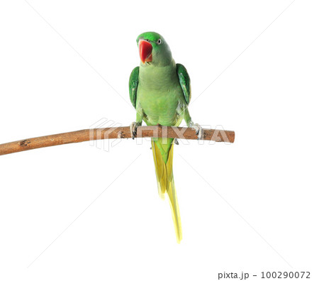 Beautiful Alexandrine Parakeet on tree branch against white background Beautiful Alexandrine Parakeet on tree branch against white background 100290072