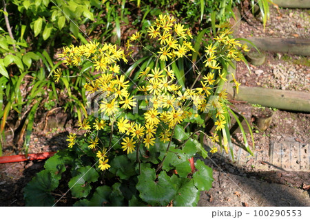 ツワブキの花 100290553