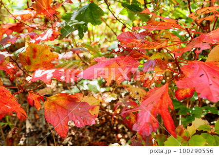 カシワバアジサイの紅葉 カシワバアジサイの紅葉 100290556