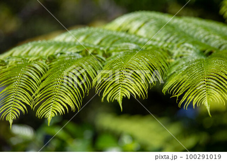 ヘゴの木 100291019