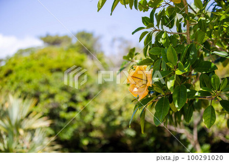 ウコンラッパバナ ウコンラッパバナ 100291020