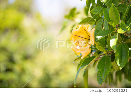 ウコンラッパバナ ウコンラッパバナ 100291021