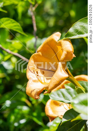 ウコンラッパバナ ウコンラッパバナ 100291026