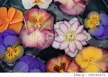 水に浮かんだ色とりどりの花 100291075