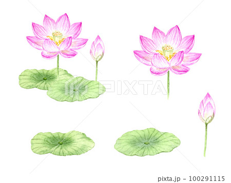 水彩で描いた蓮の花のセット ベクター 水彩で描いた蓮の花のセット ベクター 100291115