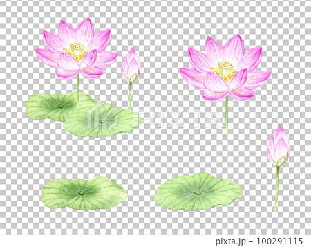 水彩で描いた蓮の花のセット ベクター 水彩で描いた蓮の花のセット ベクター 100291115