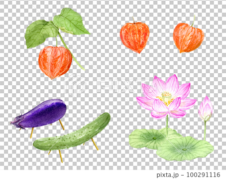 水彩で描いたお盆飾りセット　ベクター 100291116