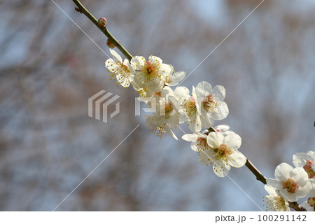城州白 梅の花 城州白 梅の花 100291142