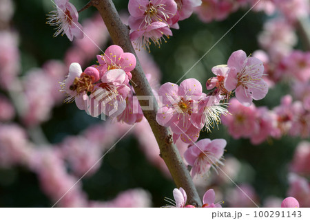 道知辺　梅の花 100291143