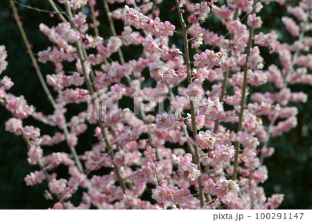 道知辺　梅の花 100291147