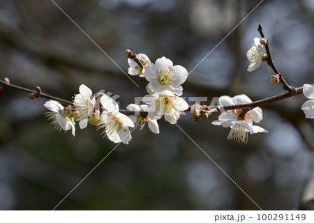 南高梅　梅の花 100291149