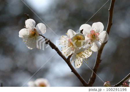 南高梅 梅の花 南高梅 梅の花 100291196