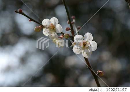 南高梅　梅の花 100291197