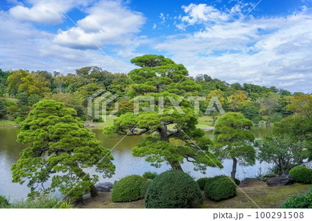 きれいな形のクロマツと色づき始めた秋の日本庭園のコラボ情景＠大阪 100291508