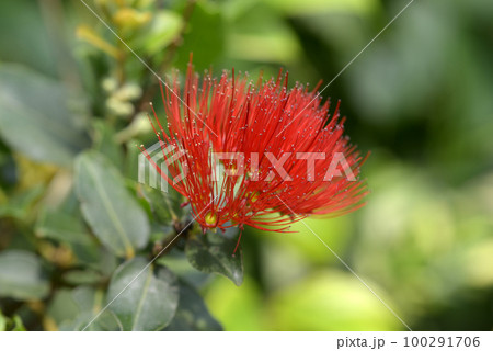 ハワイフトモモ 100291706