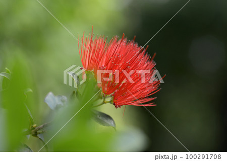 ハワイフトモモ 100291708