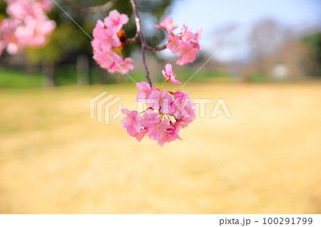 河津桜 満開 河津桜 満開 100291799