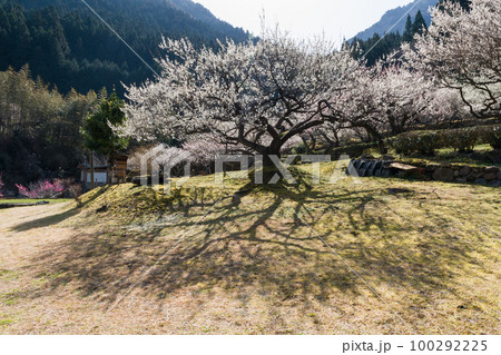 梅の花の咲く山里　愛知県新城市川売 100292225