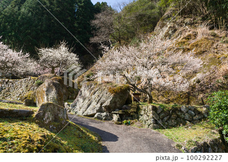 梅の花の咲く山里　愛知県新城市川売 100292227