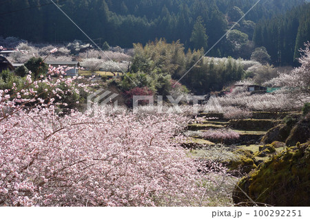 梅の花の咲く山里 愛知県新城市川売 梅の花の咲く山里 愛知県新城市川売 100292251