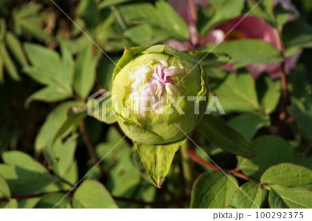 シャクヤク　芍薬　つぼみ　蕾 100292375